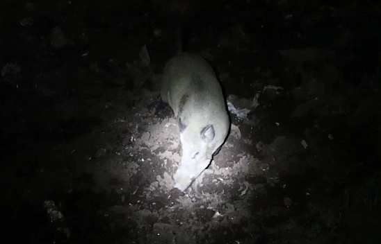 Gece kamerasında domuz ve ayı aynı anda görüntülendi
