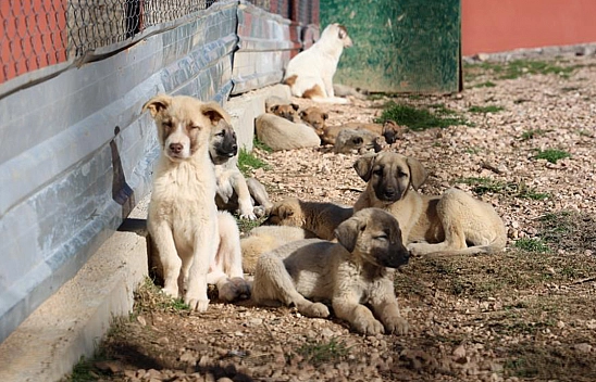 Geçici Hayvan Bakımevi ve Rehabilitasyon Merkezi'nde Bir Yılda 11 Bin Hayvan Tedavi Edildi