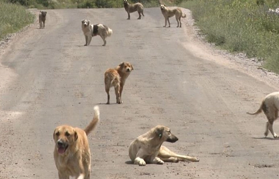 Halfeti'deki köpek saldırısıyla ilgili İçişleri Bakanlığı harekete geçti