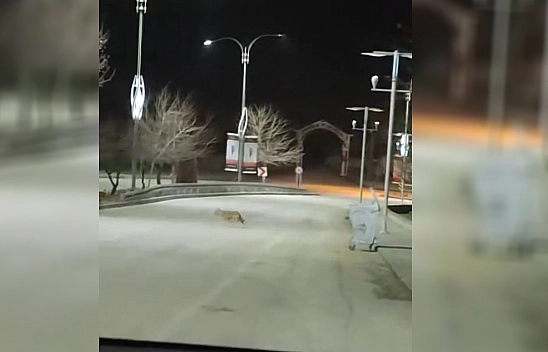 Harput'ta kurt sürüsü görüntülendi