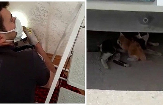 Havalandırma boşluğuna düşen yavru kedi kurtarıldı