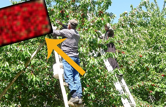 Herkesin Beklediği O Hasat Yapıldı