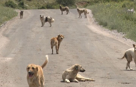İki çocuk, iki ayrı köpek saldırısında yaralandı