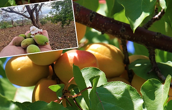 İl Tarım Müdürlüğü Kayısı Üreticilerini Yine Uyardı!