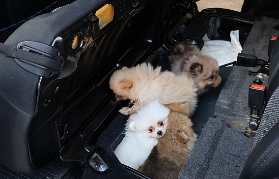 Kaçak yavru köpek operasyonu