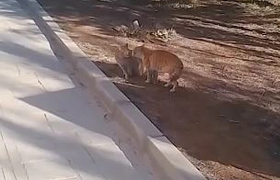 Kavga Eden Kedileri Hem Çekti Hem de Sunucu Gibi Anlattı: Elazığ'da Gülümseten Anlar