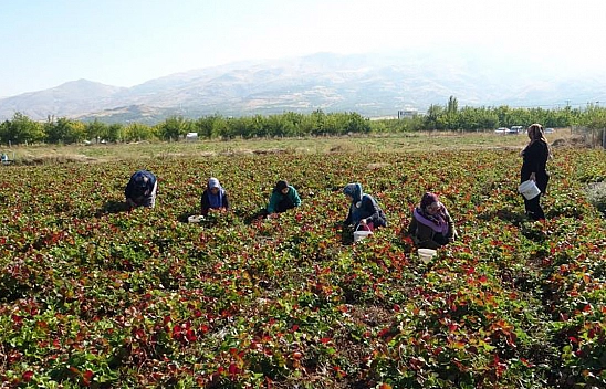 Kazançları Çok Fazla! 7 Kadın Kurdu, Şimdi Siparişlere Yetişemiyorlar
