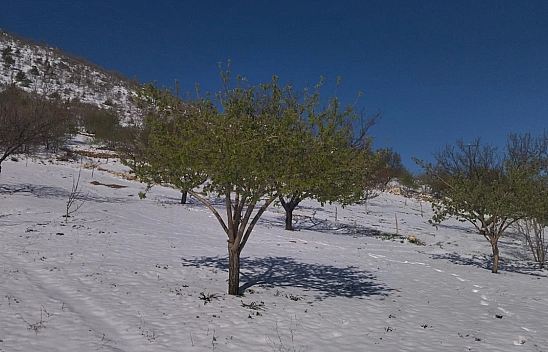 Keban'da kayısı, ceviz ve badem ağaçlarını 'kar' vurdu