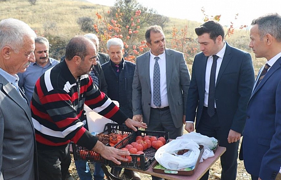 Keban'da Trabzon Hurması Hasadı Yapıldı