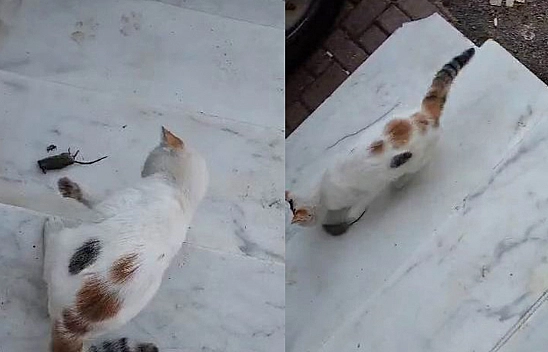 'Kedinin Fareyle Oynadığı Gibi Oynamak' Deyimi Gerçek Oldu