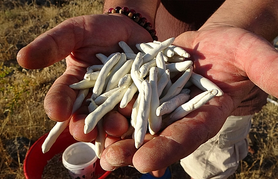 Kendiliğinden yetişiyor, kilosu 10 bin TL'ye satılıyor