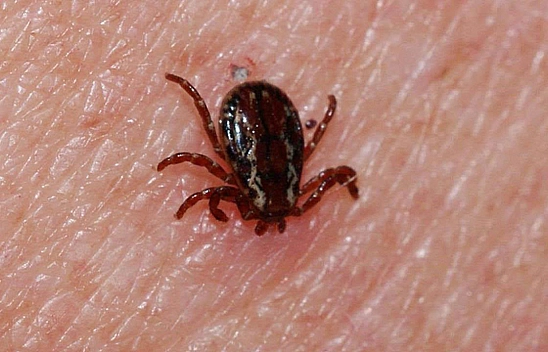 Kene yapışması sonucu bir can daha gitti: aynı aileden 6 yıl ardından ikinci ölüm