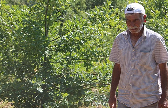 Kilosu 15 Bin Lira! Elazığ'da İlk Hasat Yapıldı