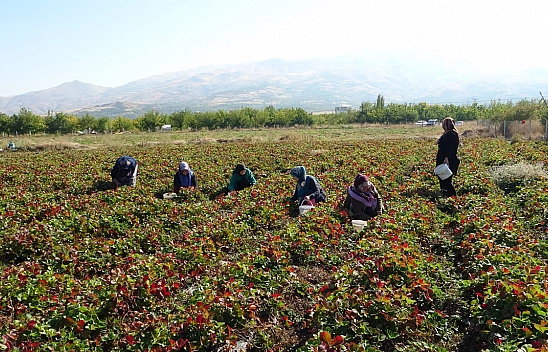 Kilosu 50 Lira Siparişlere  Yetişemiyorlar
