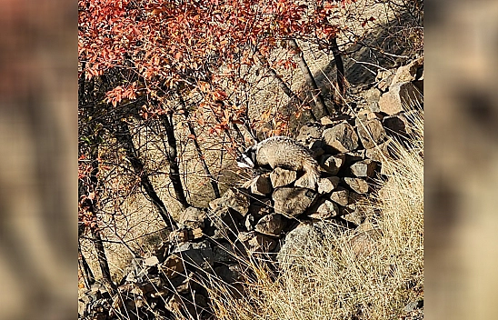 Kırmızı listede bulunan 'Porsuk' Elazığ'da görüldü