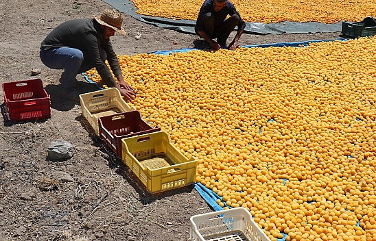 Komşu İlde Kayısı Fiyatlarında İstikrar Arayışı Sürüyor