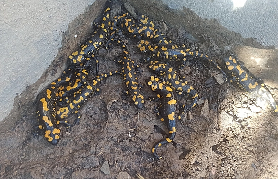 Komşu İlde, Üretici Bahçe Havuzuna Bakınca Gözlerine İnanamadı