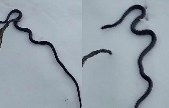 Komşuyu Tedirgin Eden Görüntü: Deprem Habercisi mi?