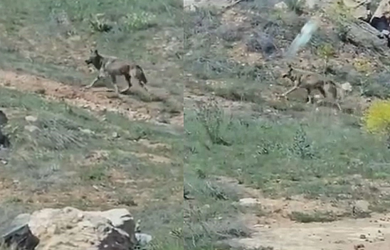 Koruma altındalardı Elazığ'da görüntülendi!
