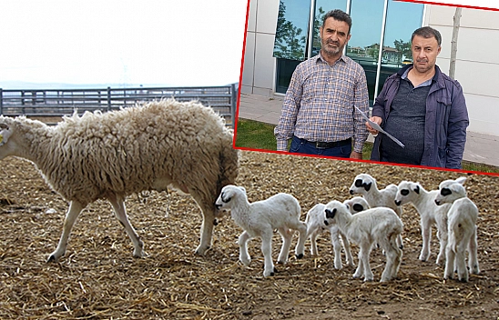 Kesime Getirilen Gergin Koyun Yetiştiriciyi Hastanelik Etti!