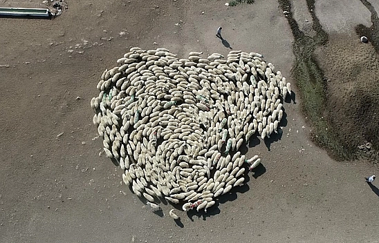 Koyun Sürüsü Durmadan Döndü Çin'deki Görüntüler Akıllara Geldi