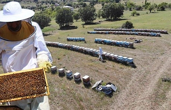 Kuraklık ve toz taşınımı arıcıları vurdu, son 10 yılın en kötü sezonu