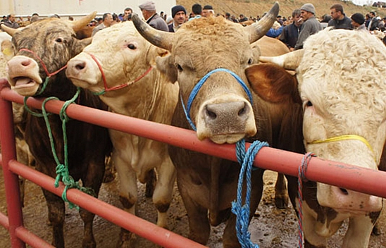Kurban Kesmek İsteyenlere Uyarı Geldi