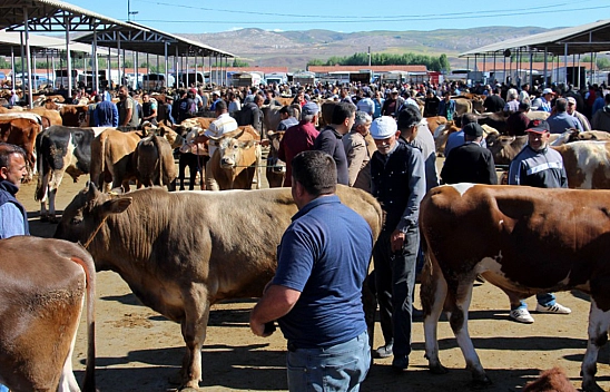 Kurbanlık Fiyatları Belli Oldu: İşte Hisse Bedelleri