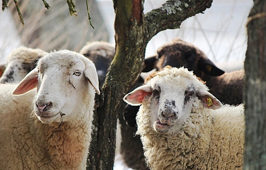 Kurbanlık Fiyatları Son 4 Yılın Zirvesinde