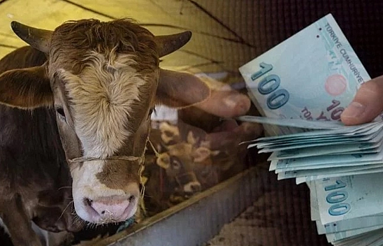 Kurbanlık Fiyatlarında Büyük Sürpriz: 2024 Hesapları Ortaya Çıktı!