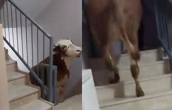 Kurbanlık için inanılmaz yöntem: 6. kat yolculuğu