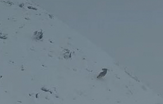 Kurtlar Vadisi Elazığ!