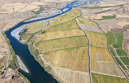 Kuruyan Murat Nehri'nde 150 gün suyun içinde yetişen pirinçte hasat zamanı