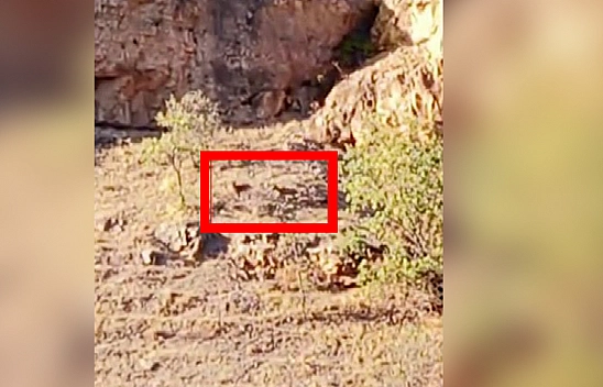 Malatya'da dağlık alanda yaban keçileri kameraya takıldı