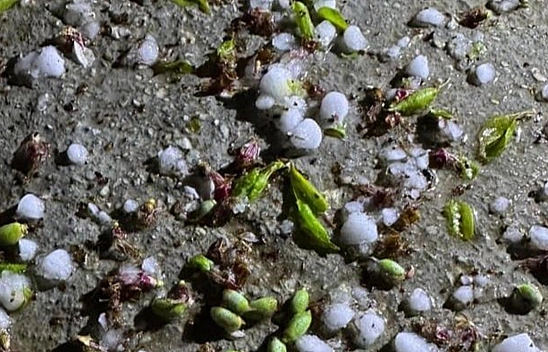 Malatya'da dolu yağışı kayısı bahçelerine zarar verdi