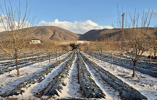 Malatya'da dolu yağışı meyve bahçelerine zarar verdi