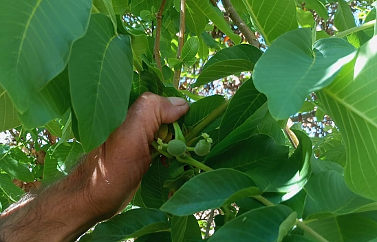 Malatya'da şaşkına çeviren olay: Ceviz ağaçları sonbaharda meyve verdi