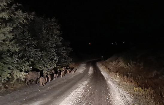 Malatya'da sürü halinde görüntülendi