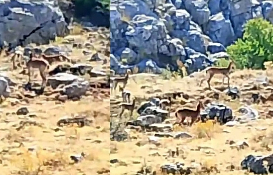 Malatya'da sürü halindeki yaban keçileri görüntülendi
