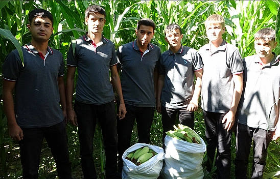 Malatya'da Tarım Lisesi öğrencilerinin meslek eğitiminde mısır hasadı