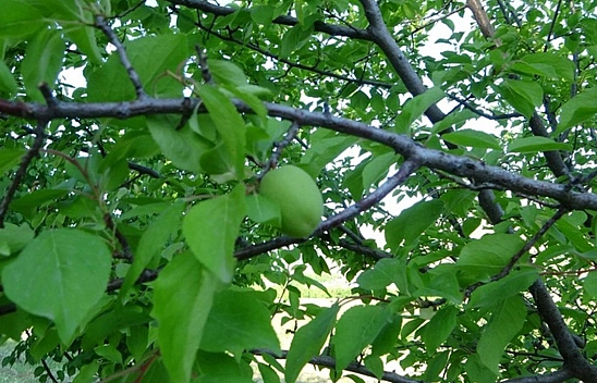 Malatya'dan Türkiye İçin Resmen Kıyamet Alameti.. Kara Haber 5 Dakikada Her Yere Yayıldı, Erik Ağacında Hayret Manzarayı Gördü