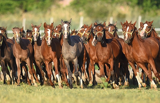 Malatya'nın şampiyon adayı Arap tayları İstanbul'da satışa çıkıyor