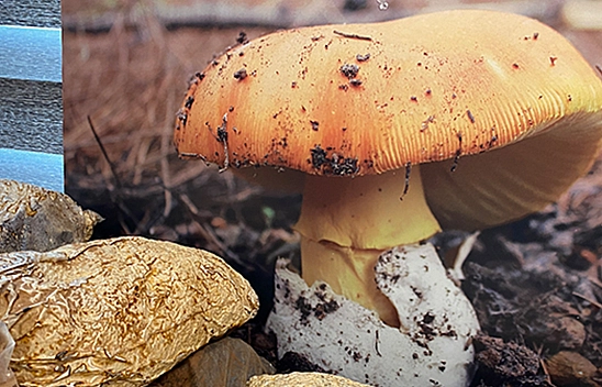 Mantar Tüketenler Dikkat!