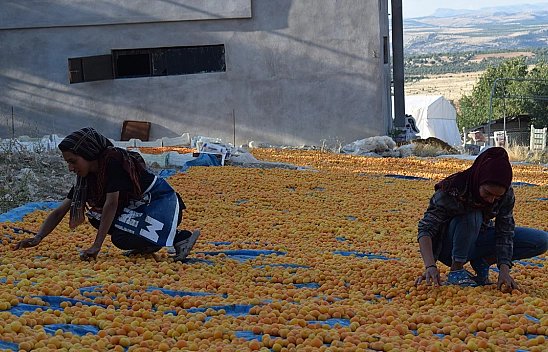 Mevsimlik Tarım İşçilerinin Zorlu Kayısı Mesaisi