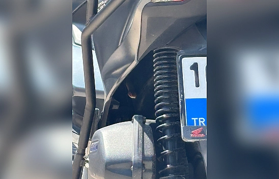 Motosikletten çıkan yılan şoke etti