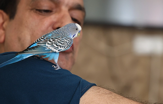 Muhabbet Kuşundan 'Sayın Cumhurbaşkanı Recep Tayyip Erdoğan' Tiradı