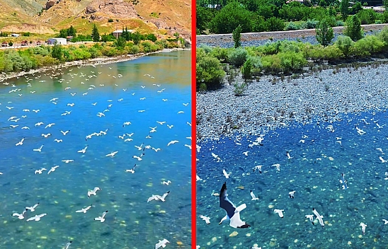 Murat Nehri'nde martı şöleni görüntülendi