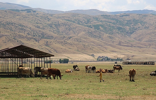 Muş'ta Bir Köy Karantinaya Alındı