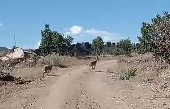 Nesli Tehlike Altında Yine Elazığ'da Görüldü!