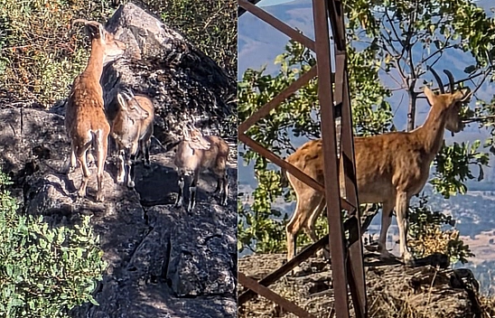 Nesli tehlike altındaki dağ keçileri Elazığ'da görüntülendi